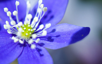Flower, Macro, Petals, Stamens, Pistils, Pestics HD wallpaper