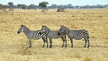hintergrundbilder, Zebra, Nature's creation, Stunning ry HD wallpaper