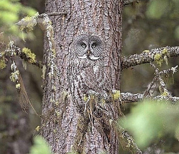 Hiding in Plain Sight, tree, bird, eyes, nature, graph, owl, hiding HD wallpaper