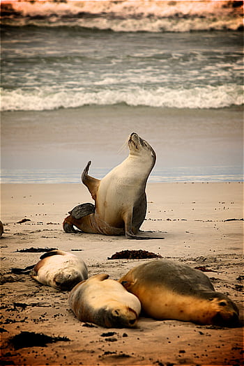A group of sea lions relaxing on the sandy beach with waves in the background, showcasing marine wildlife. HD phone wallpaper