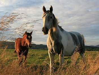 Animals, Horses HD wallpaper