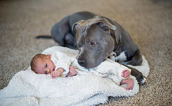 sweet loving pit bull watching over baby, dog, baby, floor, blanket HD wallpaper