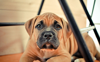 Animals, Dog, Muzzle, Puppy, Thoroughbred HD wallpaper