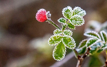Frosty Plant, leaves, nature, plant, hoarfrost HD wallpaper