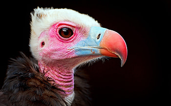 *, blue, beak, white, bird, eagle, cute, predator, orange, pink, funny HD wallpaper