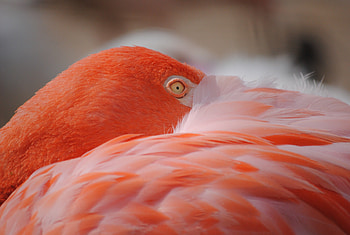 Flamingo , High-quality stock , Awe-inspiring beauty, to use HD wallpaper