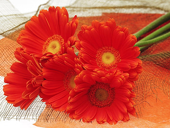 Plants, Flowers HD wallpaper
