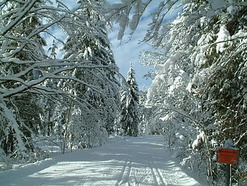 Winter Dream, trees, road, sky, snow HD wallpaper