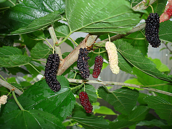 Mulberry tree varieties, Fruit orchards, Hardy cultivars, Reliable yield HD wallpaper