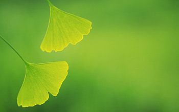 Ginkgo , Ginkgo backgrounds HD wallpaper