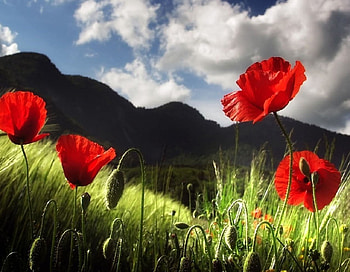 Nature touch., sky, nature, flower HD wallpaper