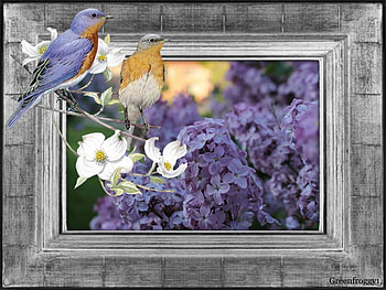 LOVELY LILACS, FLOWER, LILACS, LOVELY, FRMED HD wallpaper