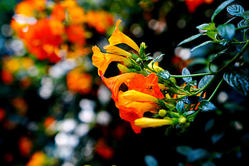 Flowers, Close-Up, Branch, Buds HD wallpaper