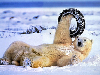 Animals, Bears HD wallpaper