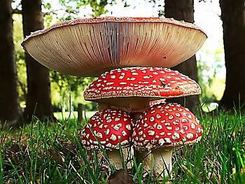 Home for a Gnome, trees, grass, mushroom, light HD wallpaper