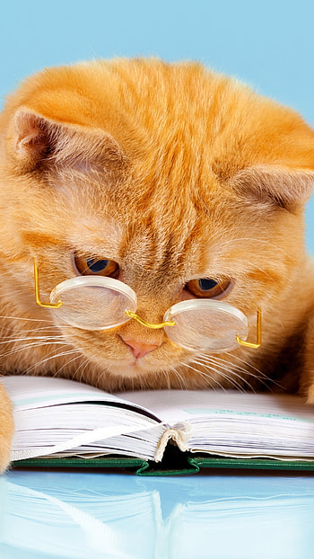 book, glasses, humor, Animal, cat HD phone wallpaper
