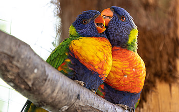Coconut lorikeet, pair of lorikeets, green-naped lorikeet, parrots, colorful parrots, lorikeet HD wallpaper