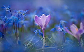 Beautiful flowers, Flowers, Macro, Spring, Blur HD wallpaper