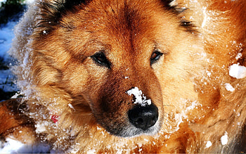 Animals, Snow, Dog, Muzzle HD wallpaper