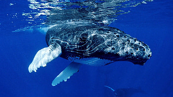 Animals, Water, Ocean, Surface, Whale, Fins HD wallpaper