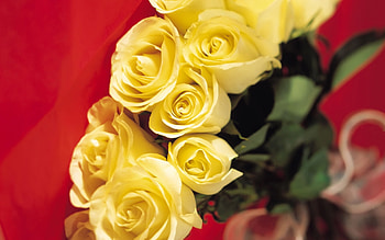 Plants, Flowers, Roses HD wallpaper