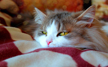 Animals, Cat, Fluffy, To Lie Down, Lie, Muzzle, Satisfied, Content HD wallpaper