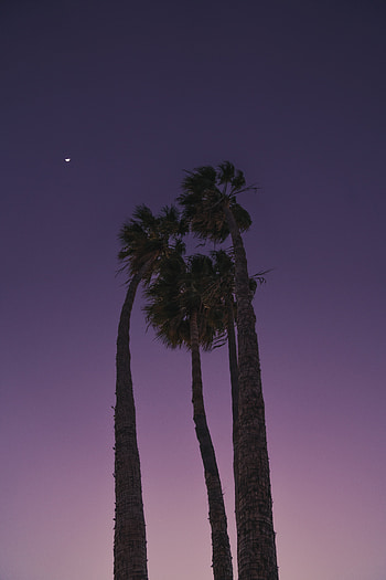 Tall palm trees, under purple sky, nature, silhouette HD phone wallpaper