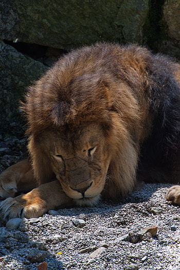 Animals, Lion, Predator, Big Cat, Sleep, Dream HD phone wallpaper