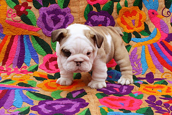 COLOURFUL BOXER, rug, cute, colours, boxer HD wallpaper