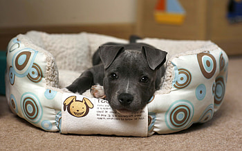 Animals, To Lie Down, Lie, Puppy, Coziness, Comfort HD wallpaper