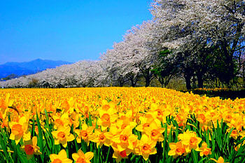 SUNNY SPRING, plants, daffodils, trees, nature, flowers, spring HD wallpaper