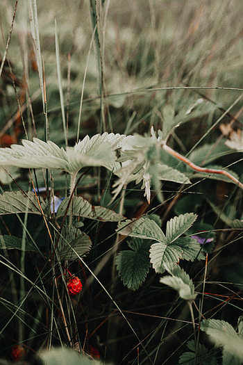 Nature, Strawberry, Grass, Berry, Wild Strawberries HD phone wallpaper