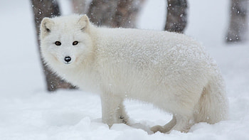 Arctic fox, Top , Arctic beauty, Frozen landscapes HD wallpaper