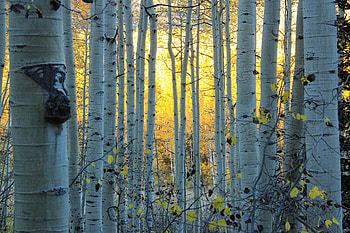 Birch trees, Colorado bliss, Vibrant birch, Colorful forest HD wallpaper