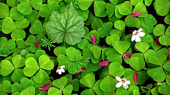 Irish Shamrock, Clover , Natural beauty, Symbol of luck HD wallpaper