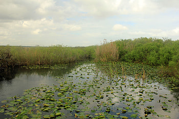 Everglades National Park, Informational resource, Wikipedia, Visit now HD wallpaper