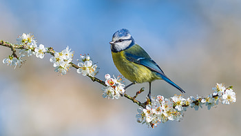 Titmouse, animal, nature, bird HD wallpaper