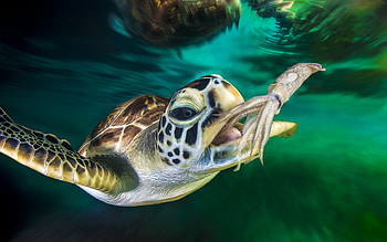 Green Sea Turtle and Squid, sea, turtle, squid, green, animals, underwater, nature, fish HD wallpaper