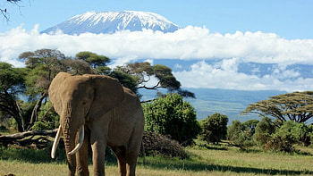 Mount Kilimanjaro, Majestic , Iconic peak, Nature's masterpiece HD wallpaper