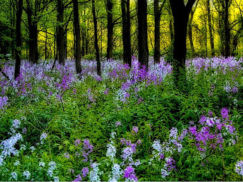 Flowers, trees, nature, petals HD wallpaper