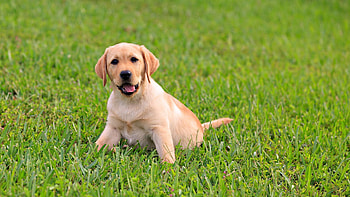 Animals, Grass, Sit, Puppy, Labrador HD wallpaper