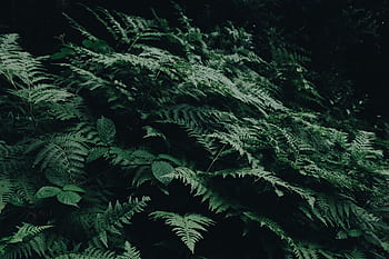 Vibrant green ferns in a lush Swiss forest, showcasing natural beauty and tranquility. HD wallpaper