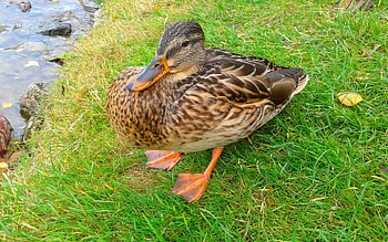 Animals, Birds, Grass, Duck, Drake HD wallpaper