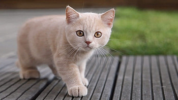 Animals, Kitty, Kitten, Muzzle, Sight, Opinion, Curiosity HD wallpaper