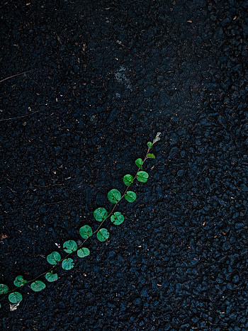 Plant, Miscellanea, Miscellaneous, Asphalt, Loach, Ivy HD phone wallpaper