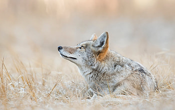 30 coyote , Diverse collection, Stunning , Visual variety HD wallpaper