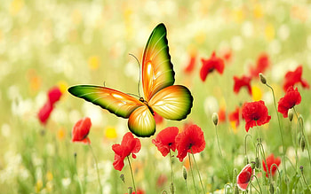 POPPIES, Butterfly, Wings, Colors, Petals HD wallpaper