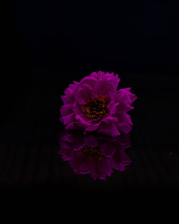 Flowers, Violet, Flower, Petals, Purple, hop HD phone wallpaper