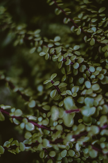 Green leaves, tilt, small HD phone wallpaper