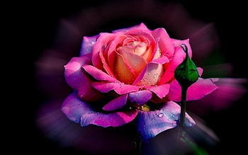Rose, rose, flowers HD wallpaper